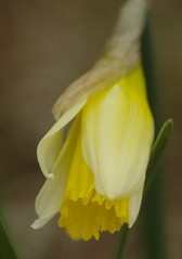 Narcissus pseudonarcissus - Wilde narcis, Wild daffodil