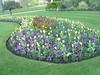 Tulips in Hyde Park