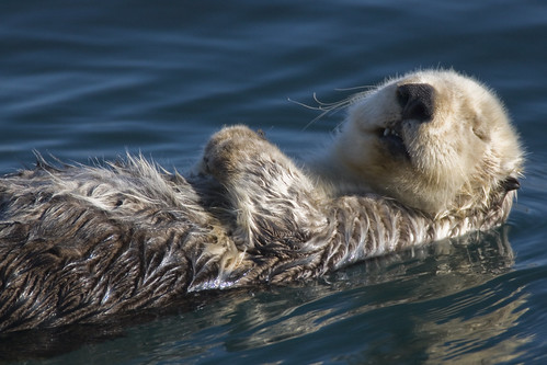 Adult Sea Otter (Enhydra lutris)  in Morro Bay, CA