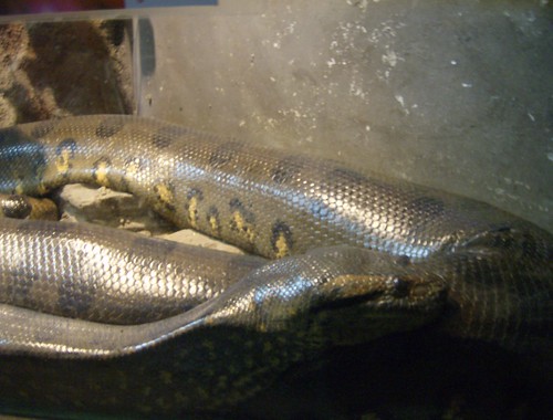 largest anaconda in world. Green anaconda - Eunectes