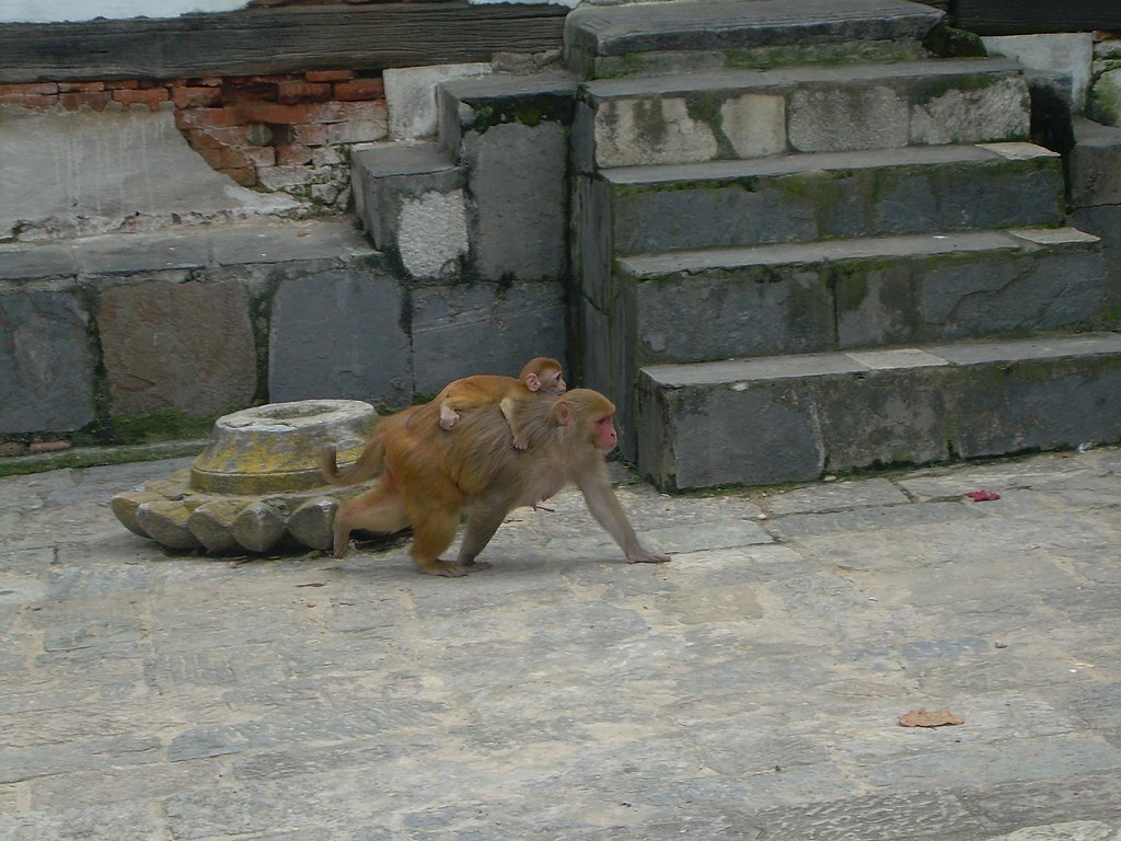 Un mono y su cría en el río Bagmati