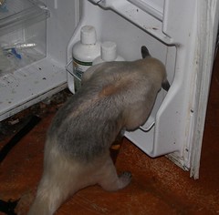 Oops forgot to latch the fridge