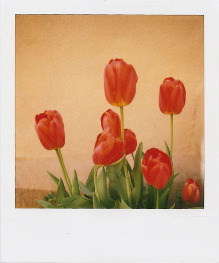 mom's tulips