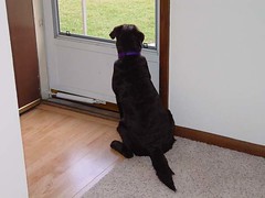 Lab Pup waiting by door