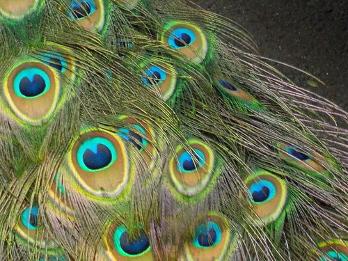 peacock color