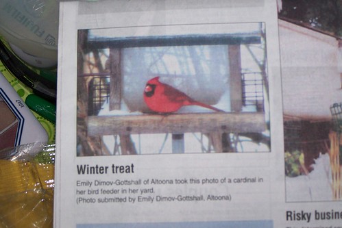My cardinal made the paper! :)