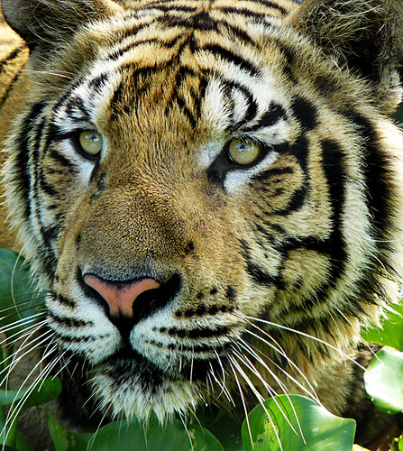 Sumatran Tiger ; i want to see you closer by tropicaLiving.