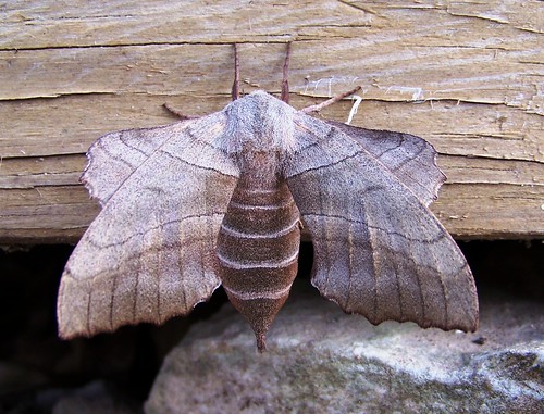 Mega-Moth