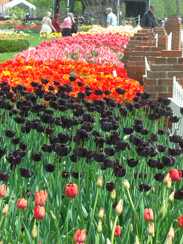 Not sure what I think of the black tulips
