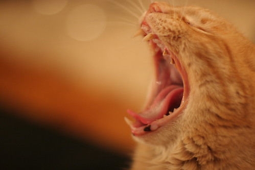 picture of yawning cats_1