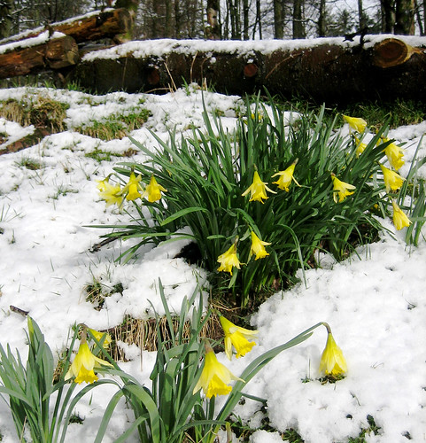 daffodils in snow