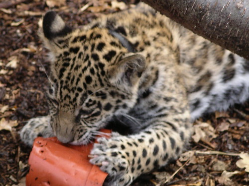 baby jaguar animal pictures. Baby Jaguar