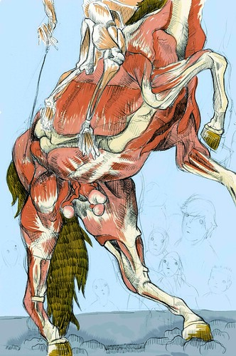horse anatomy