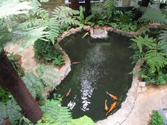 Koi Pond in the Singapore Airport
