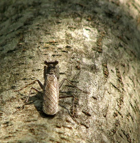bug on the trunk of the pongaemia tree