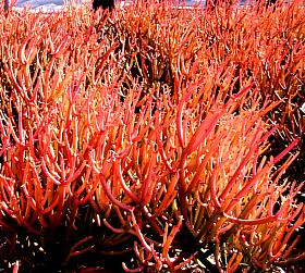 Euphorbia Sticks on Fire - photo from Flickr user markbtall