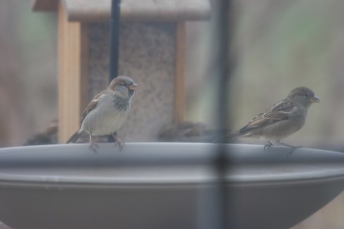 House Sparrows at the bird bath