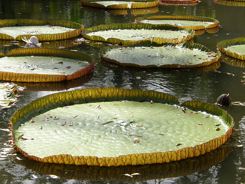 A close up of waterlily