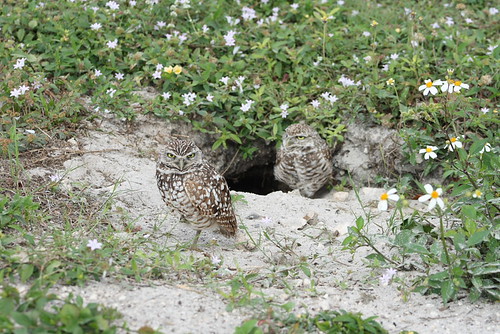burrowing owls 1-26-08 074