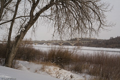 Winter afternoon, Saskatoon