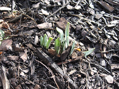 spring daffodils poking through