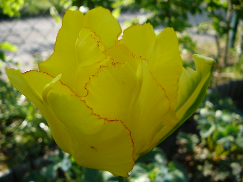 Tulpen 2008 (14)