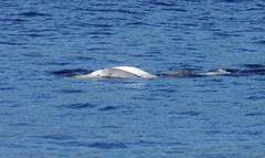 DSC02573 Beluga with calf