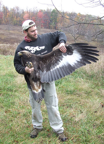 golden eagle hunting. underwing of golden eagle