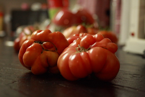 tomato harvest 017