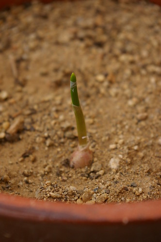 Garlic growing
