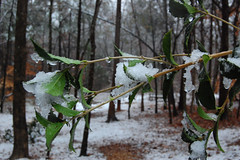 South Carolina Snow