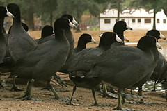 Black Scoters, Fairmont Park, Riverside, CA