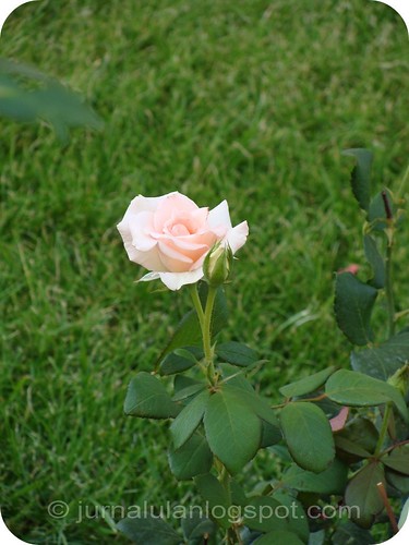 =un trandafir ingradina=