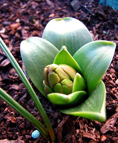 Early Hyacinth