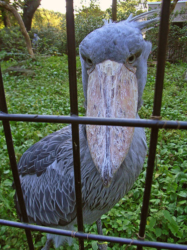 <b>千葉市動物公園</b>のハシビロコウ（2007秋）その１ - 普通じゃん。