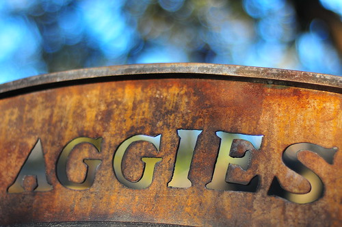 Aggie Bench and Tree Bokeh