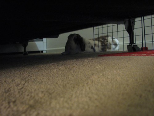 under the new bed
