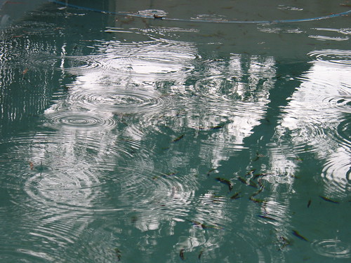 raindrops in the pool