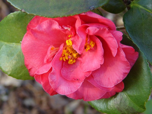 Margaret Davis camellia bloom