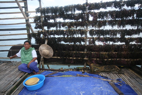 Tibongko farmer with rows of seaweed being dried