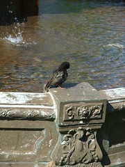 Starling by fountain