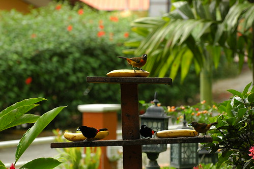 the bird feeder at our restaurant - villa bosques