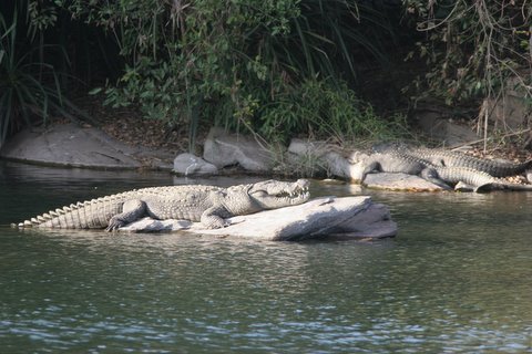 crocs on the rocks