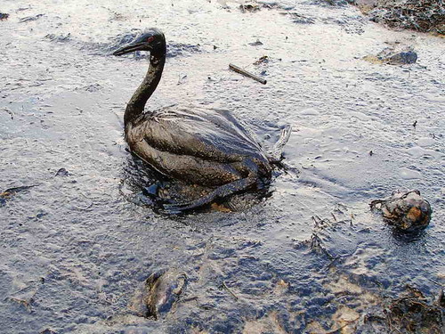 2037098785 c81a855bf2 The BP Oil Spill: How You Can Help
