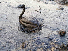 Oiled Bird - Black Sea Oil Spill 11/12/07