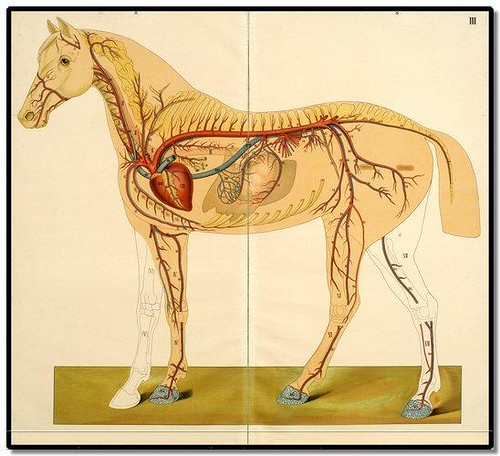 Het paard (The Horse) by EA Quadekker 1910 b