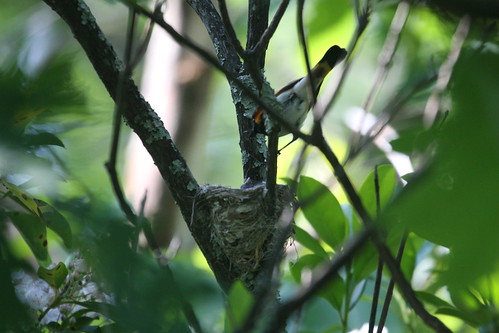 American Redstart at Nest