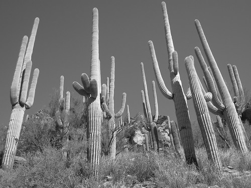Giant Saguaro Gang