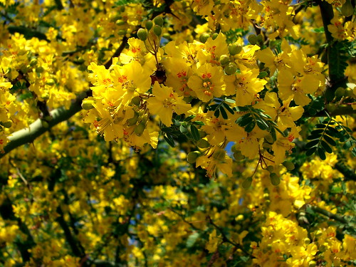 Palo Verde Blooms