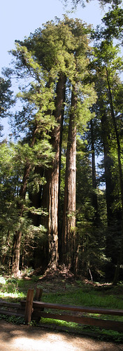 Incredibly Tall Giant California Redwood
